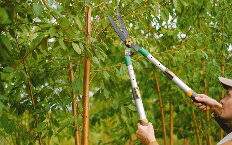 Tree trimming in Tama, IA